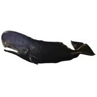 Black Whale | Types of Whales with Names in English