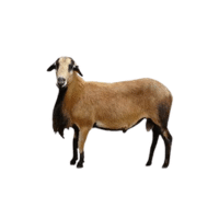 Blackbelly sheep | Types of Sheep Breeds with Names
