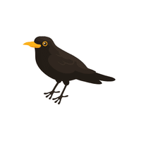 Blackbird | Flying Birds Names