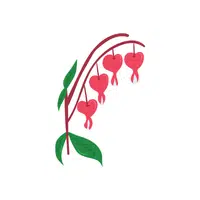 Bleeding Heart 