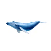 Blue Whale | Types of Whales with Names in English