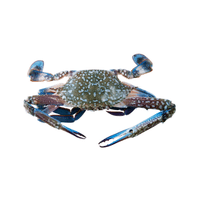 Blue Crab | Types of Crabs with Names in English