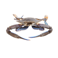 Blue Swimmer Crab