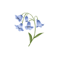 Bluebell | Plants and Their Names