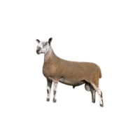 Bluefaced Leicester sheep