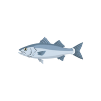 Bluefish | Types of Fish with Names in English