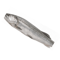 Body | Parts of Fish