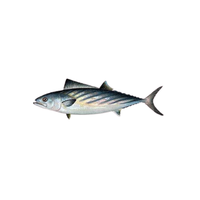 Bonito | Types of Fish with Names in English