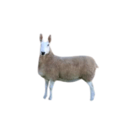 Border Leicester sheep