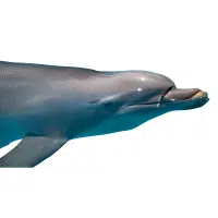 Bottlenose Whale
