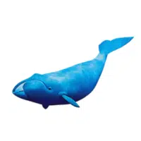 Bowhead Whale