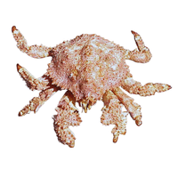 Box Crab | Types of Crabs with Names in English