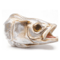 Brain | Parts of Fish