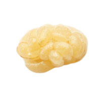 Brain | Parts of Bee