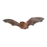 Broad-nosed bat