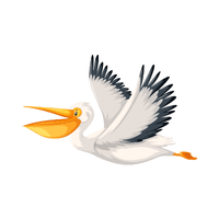 Brown Pelican | Water Birds Names