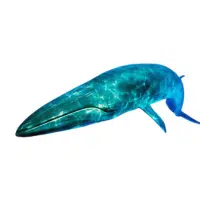 Bryde Whale
