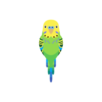 Budgerigar | Flying Birds Names