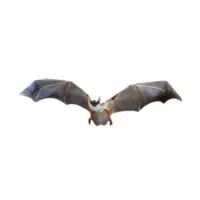 Bulldog bat | Types of Bats Breeds with Names
