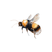 Bumblebee