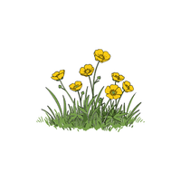 Buttercup | Plants and Their Names