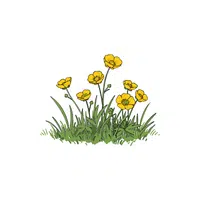 Buttercup | Plants and Their Names