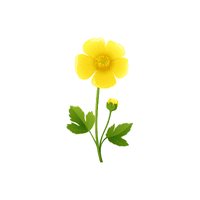 Buttercup | Flowers Names in English