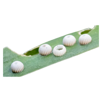 Butterfly egg