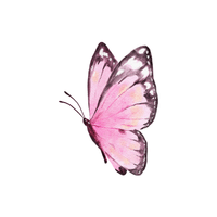 Butterfly | Insects with Names