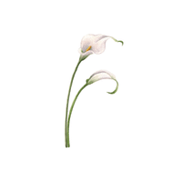 Calla Lily