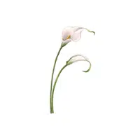 Calla Lily 