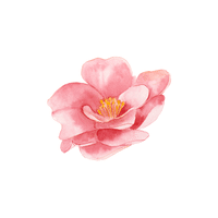 Camellia | Plants and Their Names