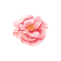 Camellia | Flowers Names in English
