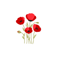 Carnation