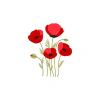 Carnation