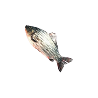 Catla | Types of Fish with Names in English