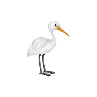Cattle Egret | Water Birds Names