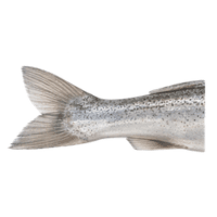 Caudal fin | Parts of Fish