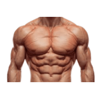 Chest | Parts of Body with Names in English