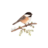 Chickadee