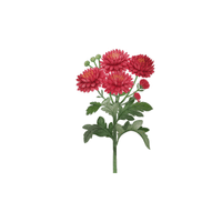 Chrysanthemum | Plants and Their Names