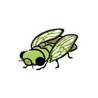 Cicada | Insects with Names