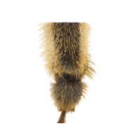 Claws | Parts of Bee