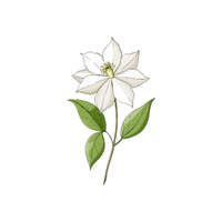 Clematis