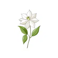 Clematis