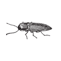 Click Beetle