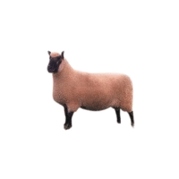 Clun Forest sheep