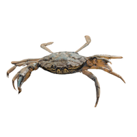 Coastal Crab | Types of Crabs with Names in English