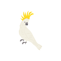 Cockatoo | Flying Birds Names