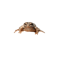 Common Frog